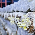 豐年靈芝菇類生態農場 南投埔里豐年農場 南投埔里親子景點34.jpg