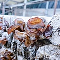 豐年靈芝菇類生態農場 南投埔里豐年農場 南投埔里親子景點36.jpg