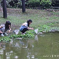 桃米社區安雲生態池 南投景點 埔里景點45.jpg
