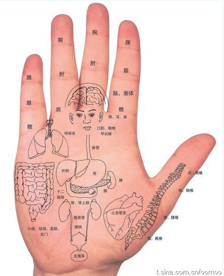 手與身體的連結