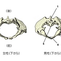 股頻形狀女不太相同影響動作開展度