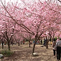 武陵富野下方櫻、桃花園 (12).jpg