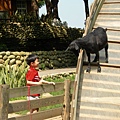 飛牛牧場---天真可愛的孩子看著羊哞哞.jpg