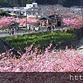 kawazu-sakura