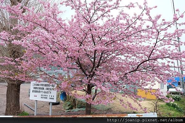 Kawazu Sakura