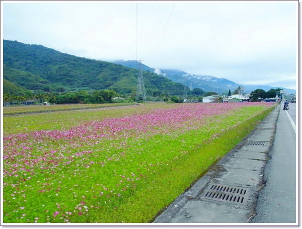 關山花海05.jpg