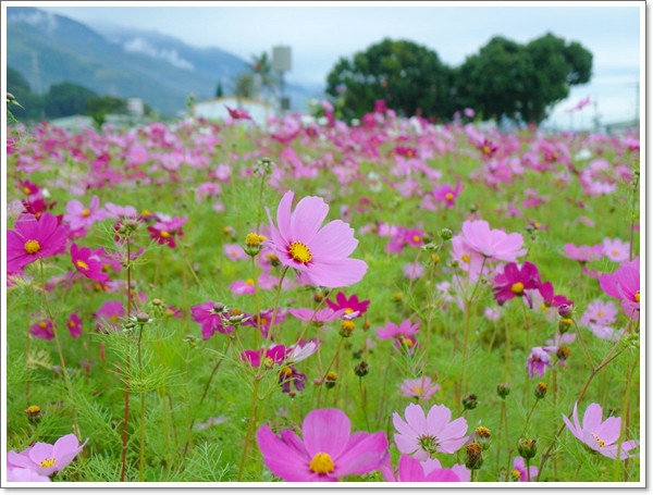 關山花海10.jpg