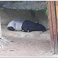 木柵動物園20.jpg