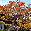 嵯峨野─嵐山 (街景)