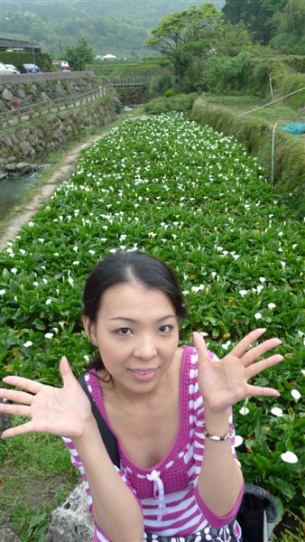 陽明山_海芋季