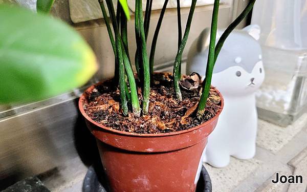 20221112_223001.jpg SANSUI山水 智能熱烘除臭4L廚餘機