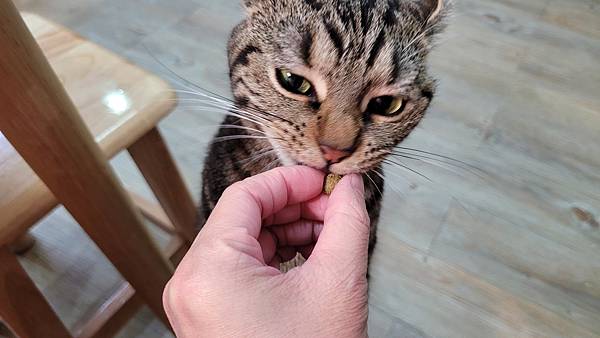 紐崔斯CARE+飼料 (13).jpg 紐崔斯CARE+飼料 (13).jpg