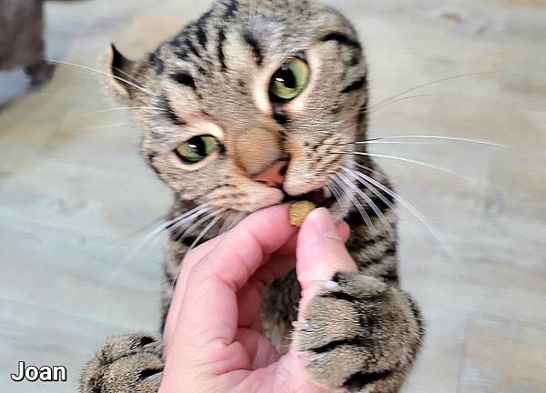 紐崔斯CARE+飼料 (14).jpg 紐崔斯CARE+飼料 (14).jpg