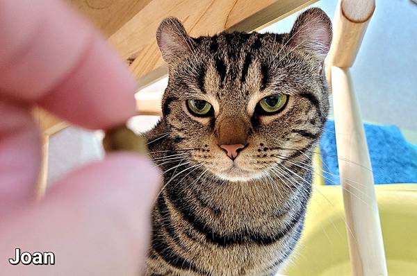 紐崔斯CARE+飼料 (15).jpg 紐崔斯CARE+飼料 (15).jpg