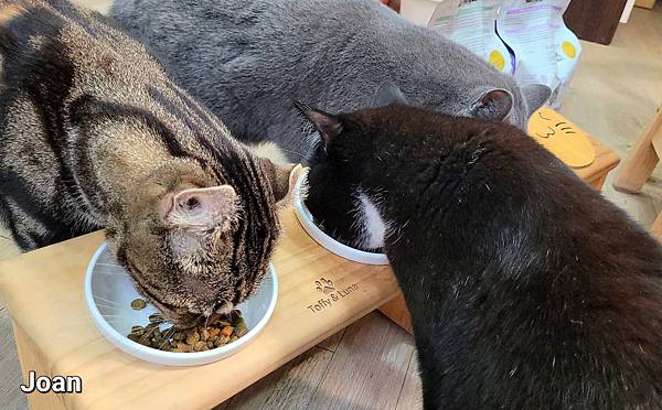 紐崔斯CARE+飼料 (23).jpg 紐崔斯CARE+飼料 (23).jpg