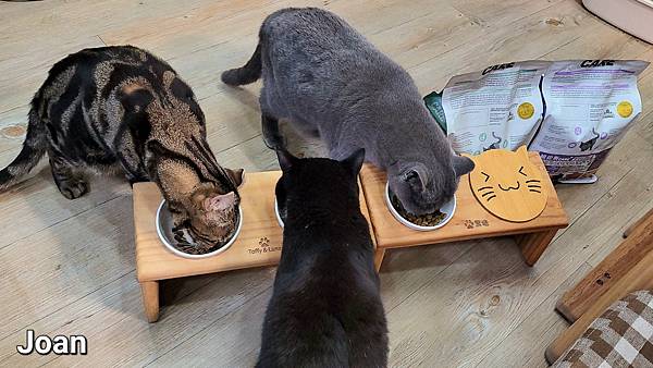 紐崔斯CARE+飼料 (24).jpg 紐崔斯CARE+飼料 (24).jpg