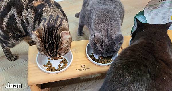 紐崔斯CARE+飼料 (25).jpg 紐崔斯CARE+飼料 (25).jpg