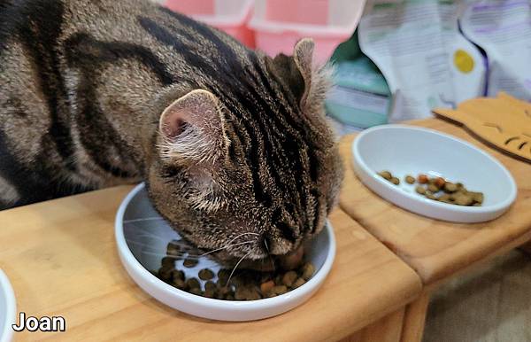 紐崔斯CARE+飼料 (27).jpg 紐崔斯CARE+飼料 (27).jpg