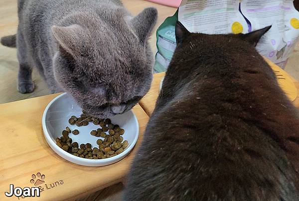 紐崔斯CARE+飼料 (26).jpg 紐崔斯CARE+飼料 (26).jpg