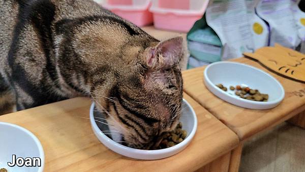 紐崔斯CARE+飼料 (28).jpg 紐崔斯CARE+飼料 (28).jpg