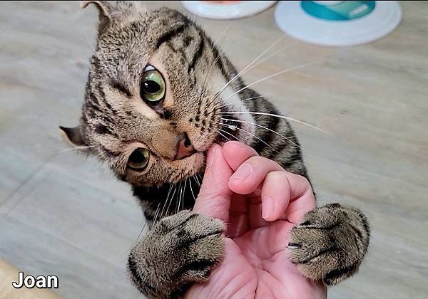 紐崔斯CARE+飼料.jpg 紐崔斯CARE+飼料.jpg