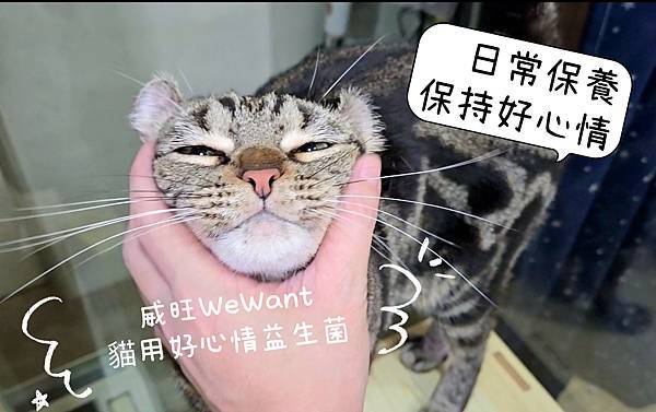 威旺 WeWant 貓用好心情益生菌 (10).jpg 威旺 WeWant 貓用好心情益生菌 (10).jpg