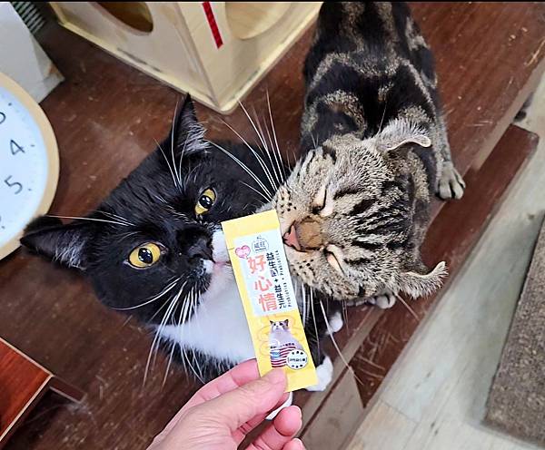 威旺 WeWant 貓用好心情益生菌 (13).jpg 威旺 WeWant 貓用好心情益生菌 (13).jpg