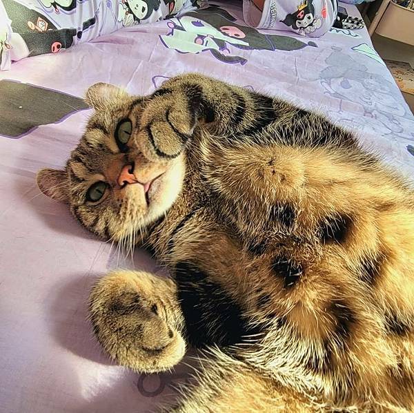 威旺WeWant貓用好心情益生菌 (2).jpg 威旺WeWant貓用好心情益生菌 (2).jpg