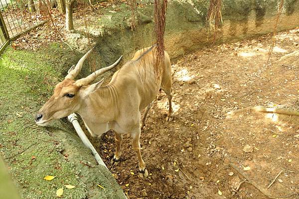 在新竹動物園&辛志平校長故居