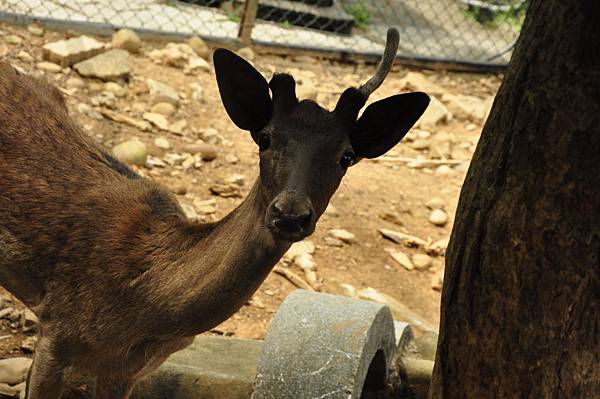 在新竹動物園&辛志平校長故居