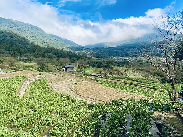 陽明山的青菜園和小油坑