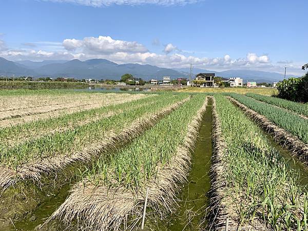 宜蘭涵天大洲會館到安農溪落羽松