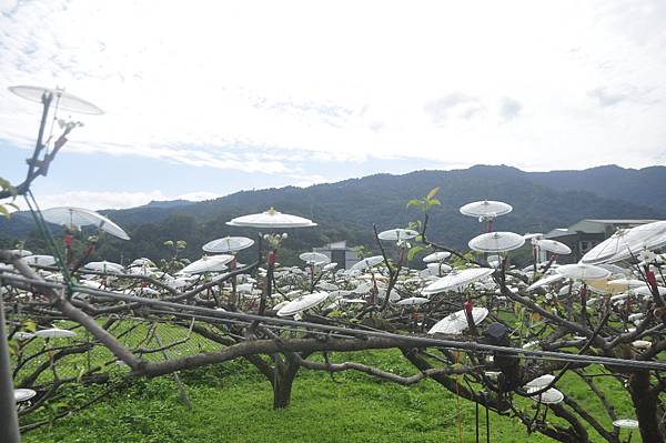 宜蘭三星鄉上將梨之雨傘高接梨