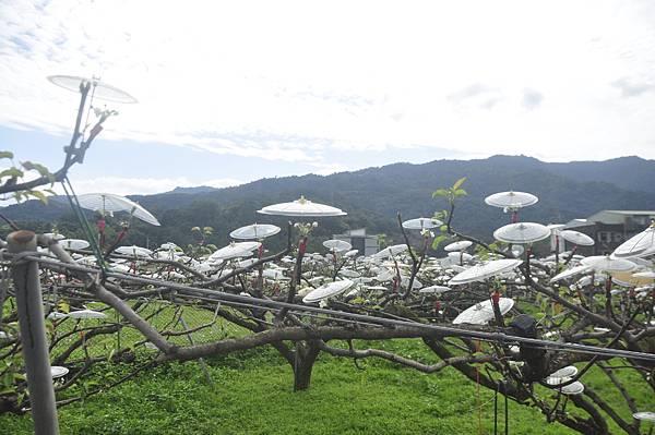 宜蘭三星鄉上將梨之雨傘高接梨