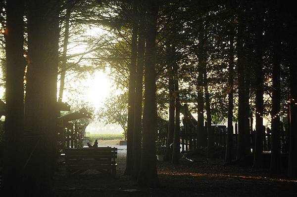 南投139線道的「猴探井落羽松森林」