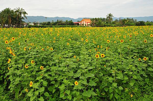 高雄山林向日葵花海1.JPG