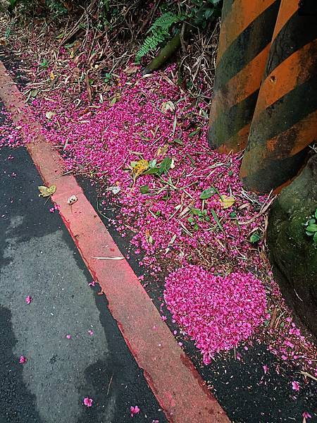 桐花公園山櫻開