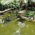 花門旁邊有一區生態池