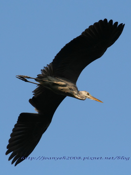 bird-7-1.jpg bird-7-1.jpg