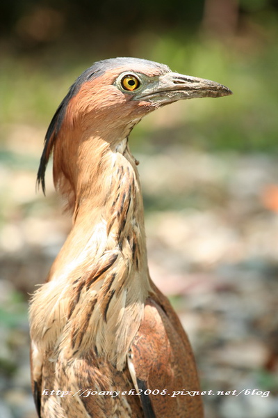 阿勃勒& 黑冠麻鷺 149-1.jpg