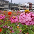 P1000315.JPG