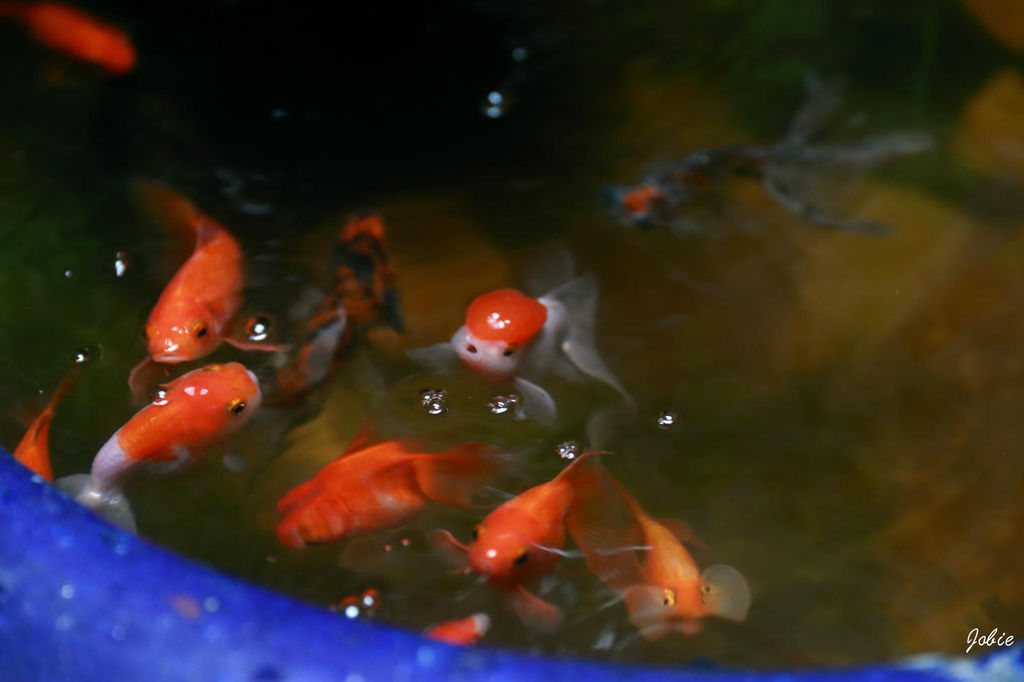 DPP_0316 DPP_0316