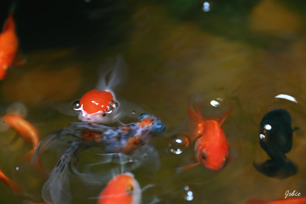 DPP_0315 DPP_0315