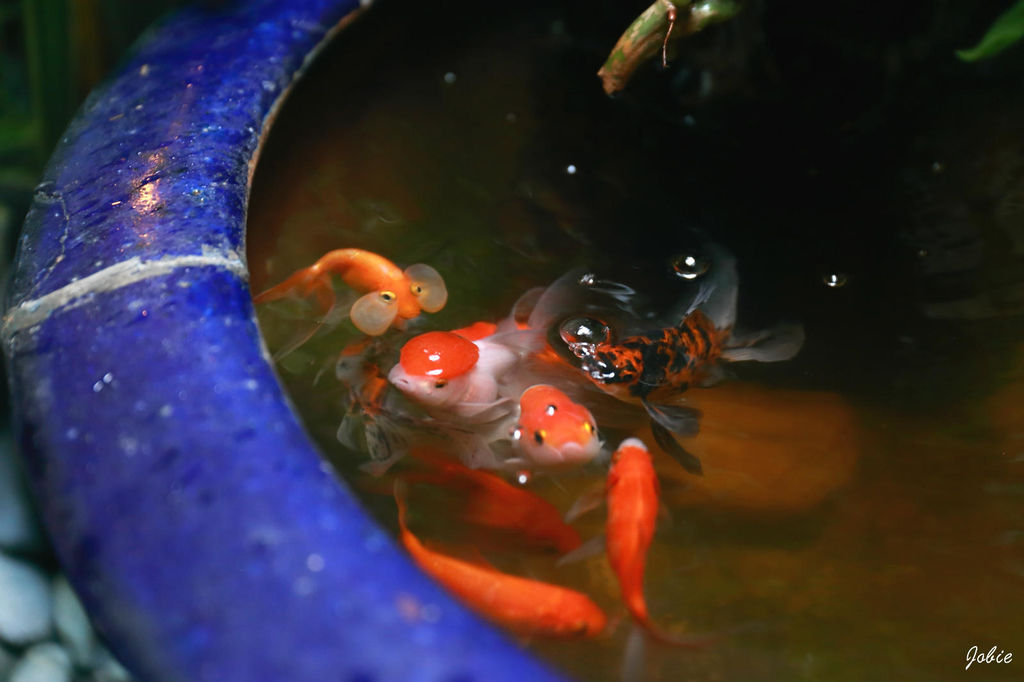 DPP_0313 DPP_0313