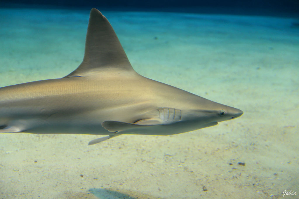 DPP_0400 DPP_0400