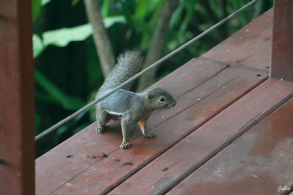 DPP_0099 DPP_0099