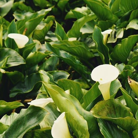 12985466_1784396958451013_2887029998701666534_n