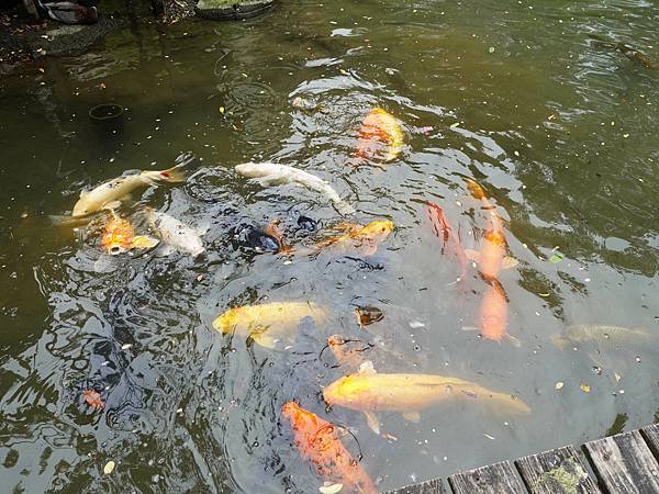 [苗栗 • 大湖] 巧克力雲莊 | 享受山林裡的泡湯紓壓，還