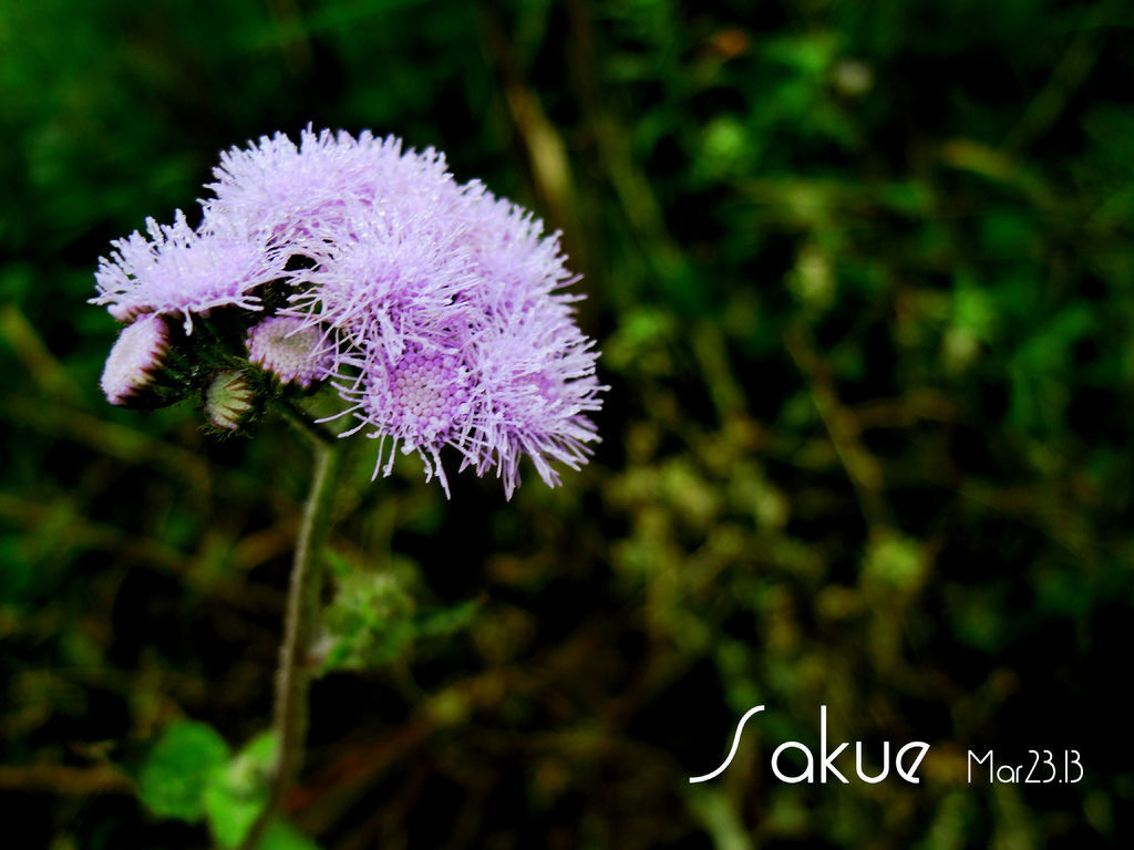 小紫花20130323