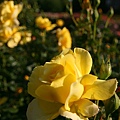 rose008.jpg